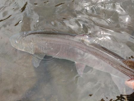 イトウを２匹キャッチ！